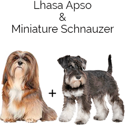 Mini Schapso Dog